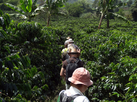 Kaffeplantage i Antioquia