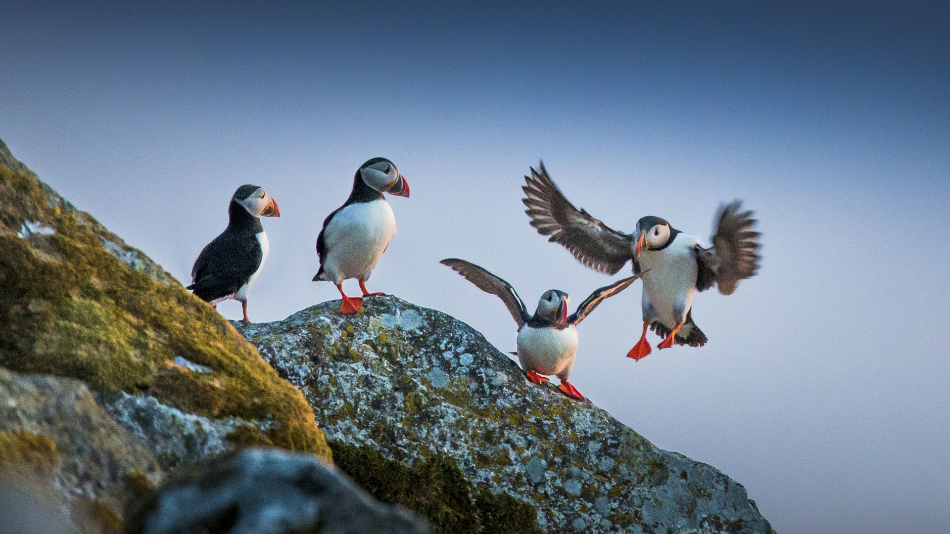 På bilden ser vi fina Lunnefåglar på Lovund i Helgelands skärgård