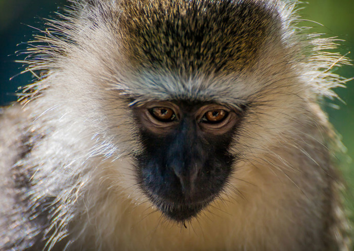 Vervet monkey-stor