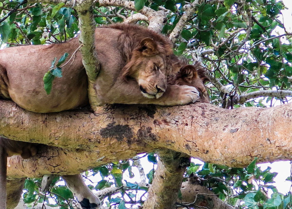 Sovande lejonhanne på en gren