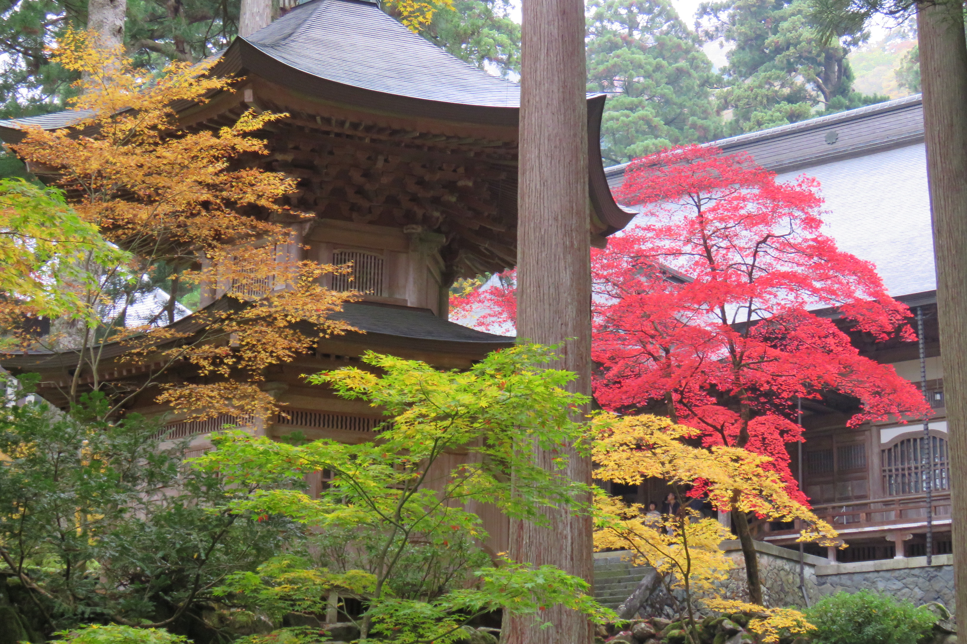 Lönnlöv, grönt, gult, rött