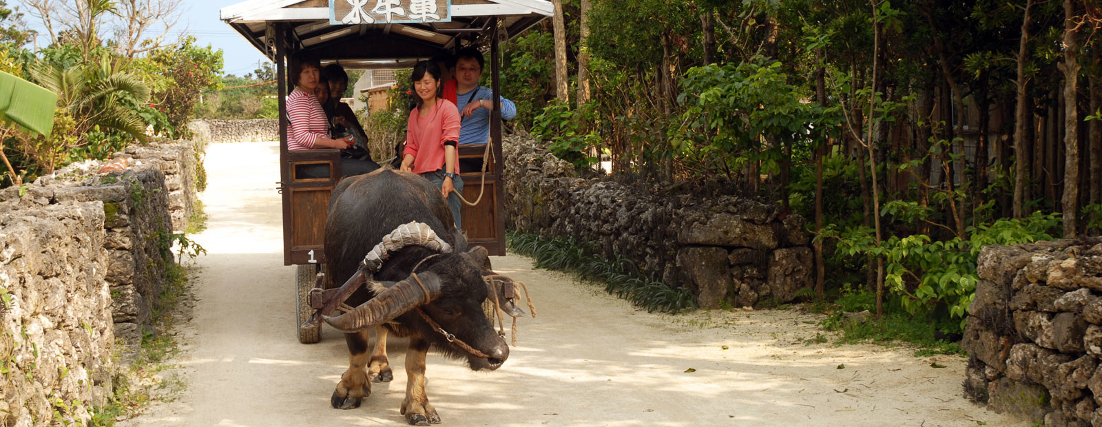 Buffel som drar vagn med människor
