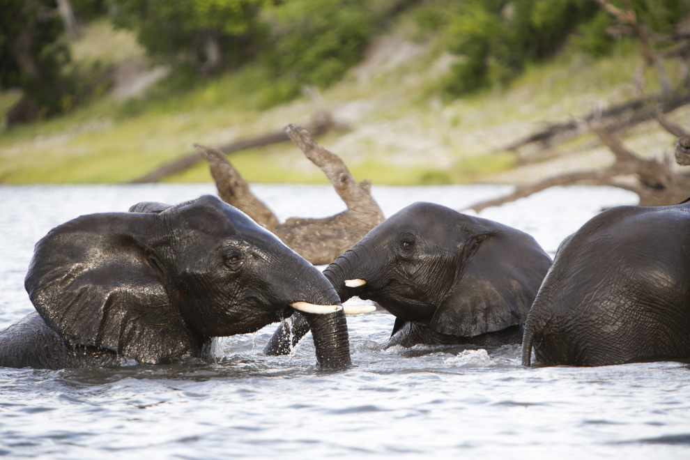 Elefanter badar