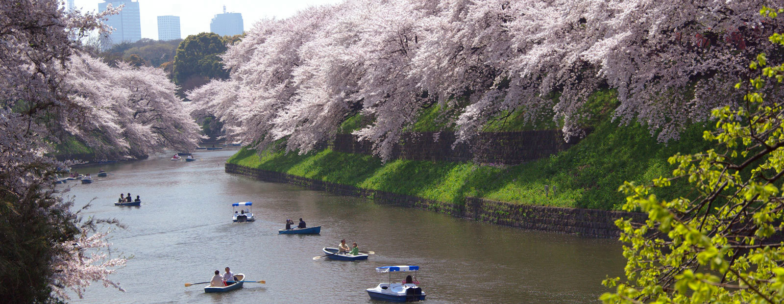 Körsbärsträden blommar över floden