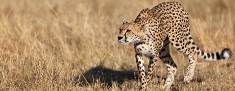 Gepard på jakt efter nästa måltid
