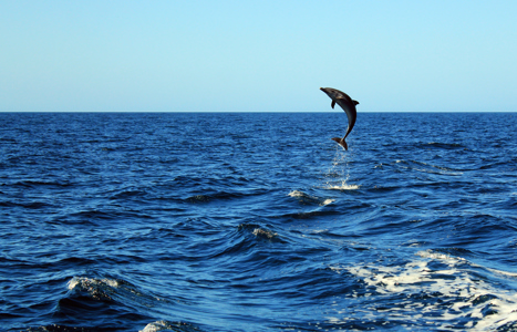 Delfin och blått hav