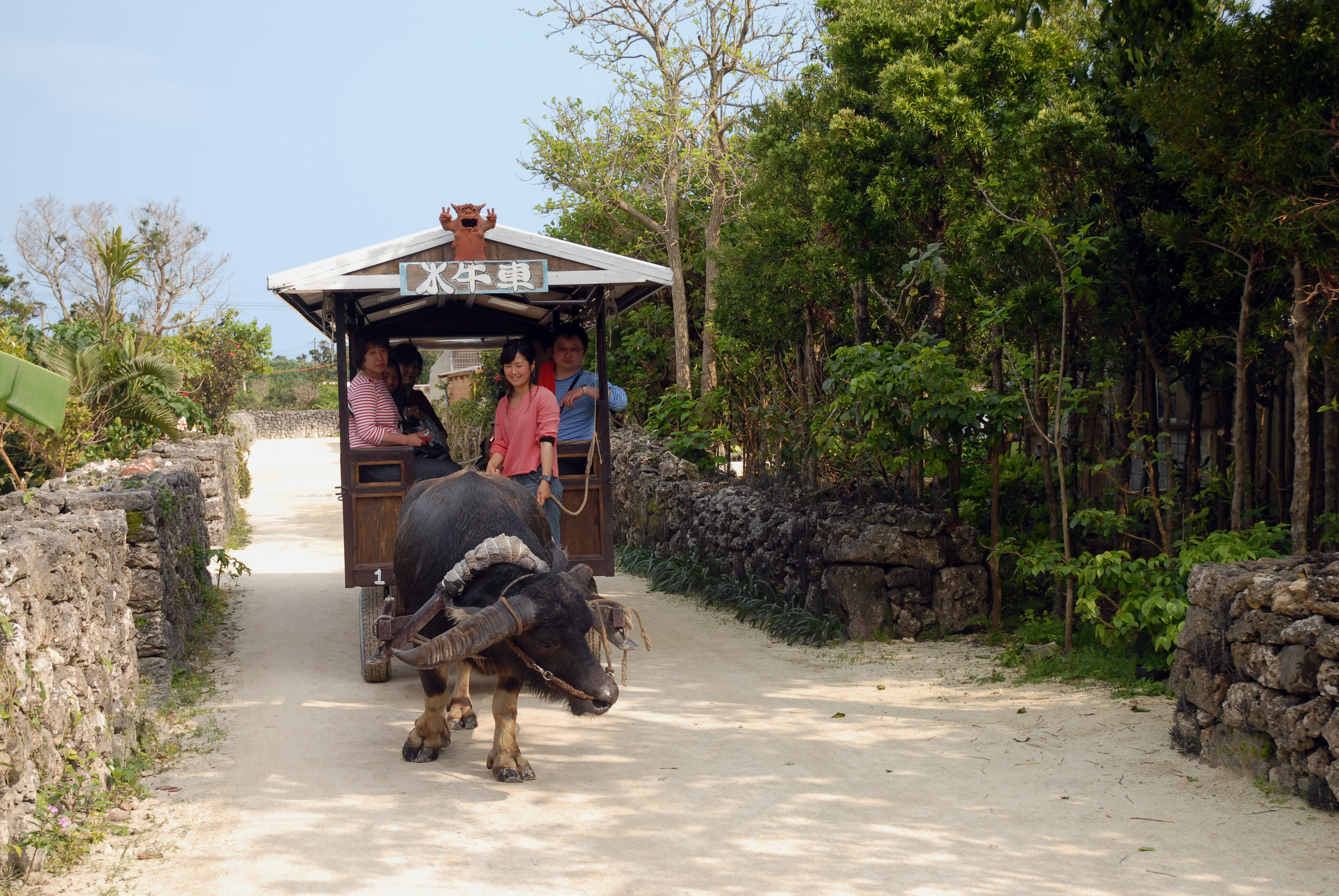 Vattenbuffeltaxi Taketomi