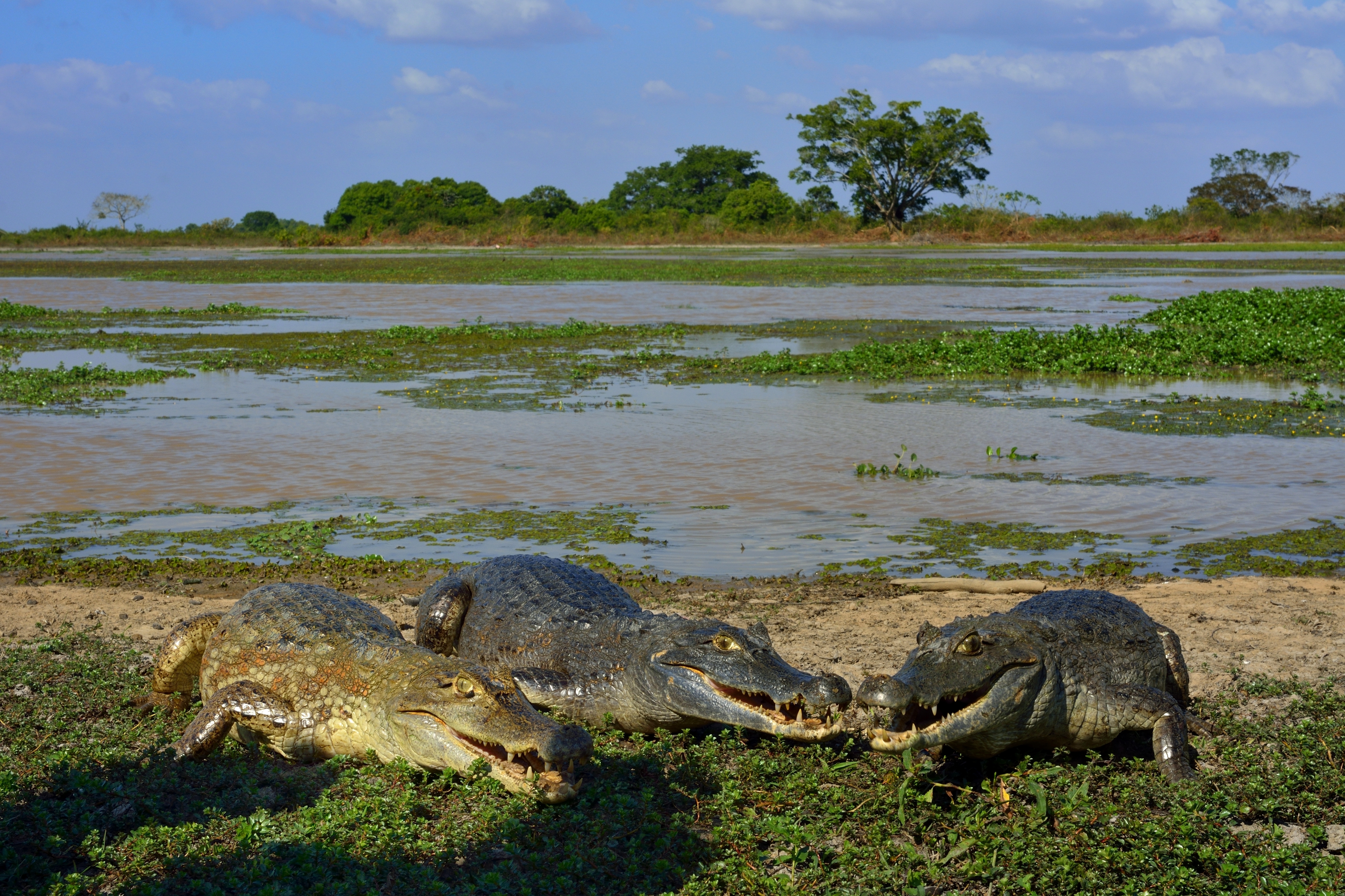 Tre krokodiler intill en flod