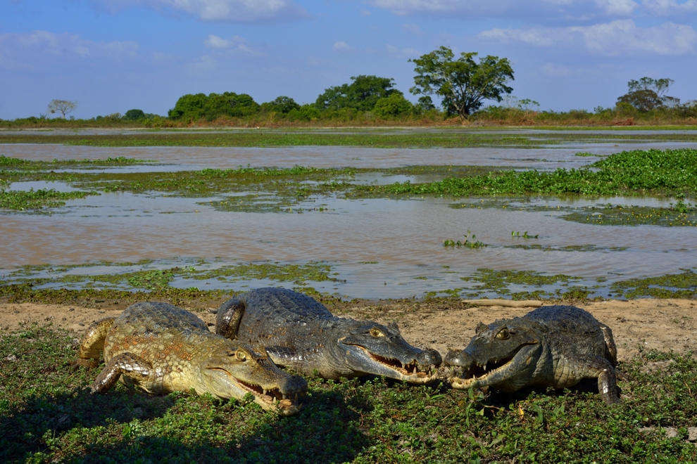 Tre krokodiler intill en flod