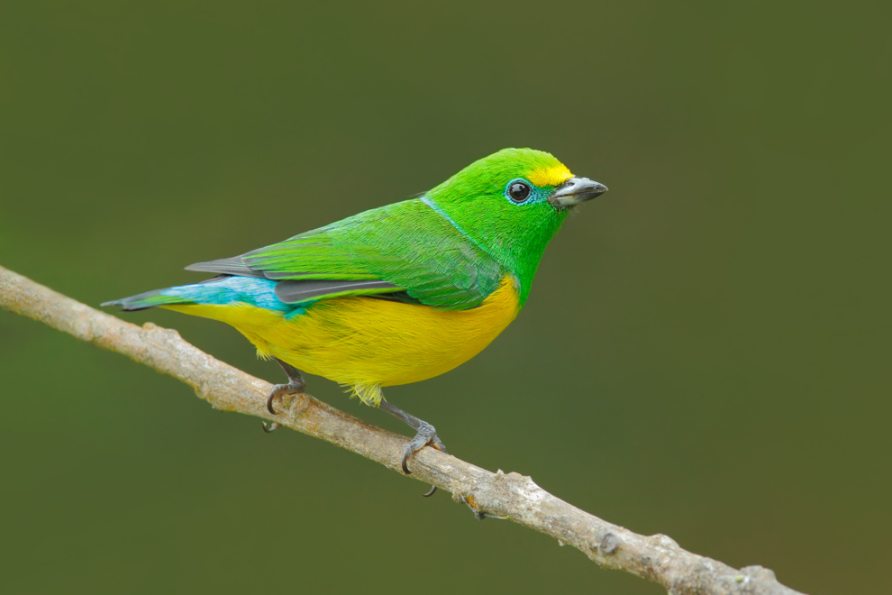 Grön, gul och blå liten fågel på en gren.