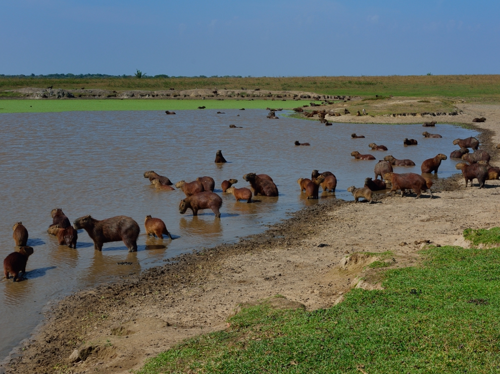 Capybaras intill en flod