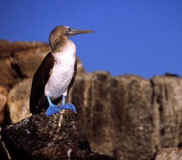 Blåfotad sula sitter på klippa på Galapagos