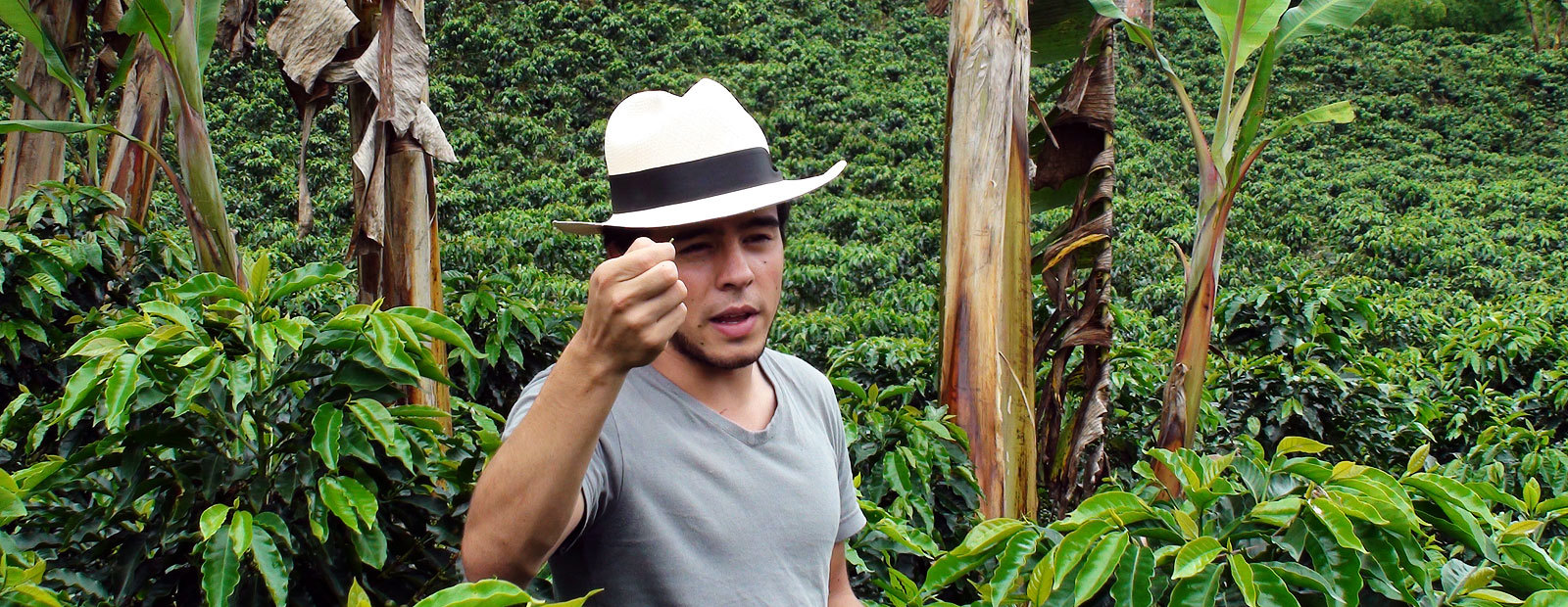 Man i hatt visar upp kaffeböna bland kaffebuskar på kaffeplantage