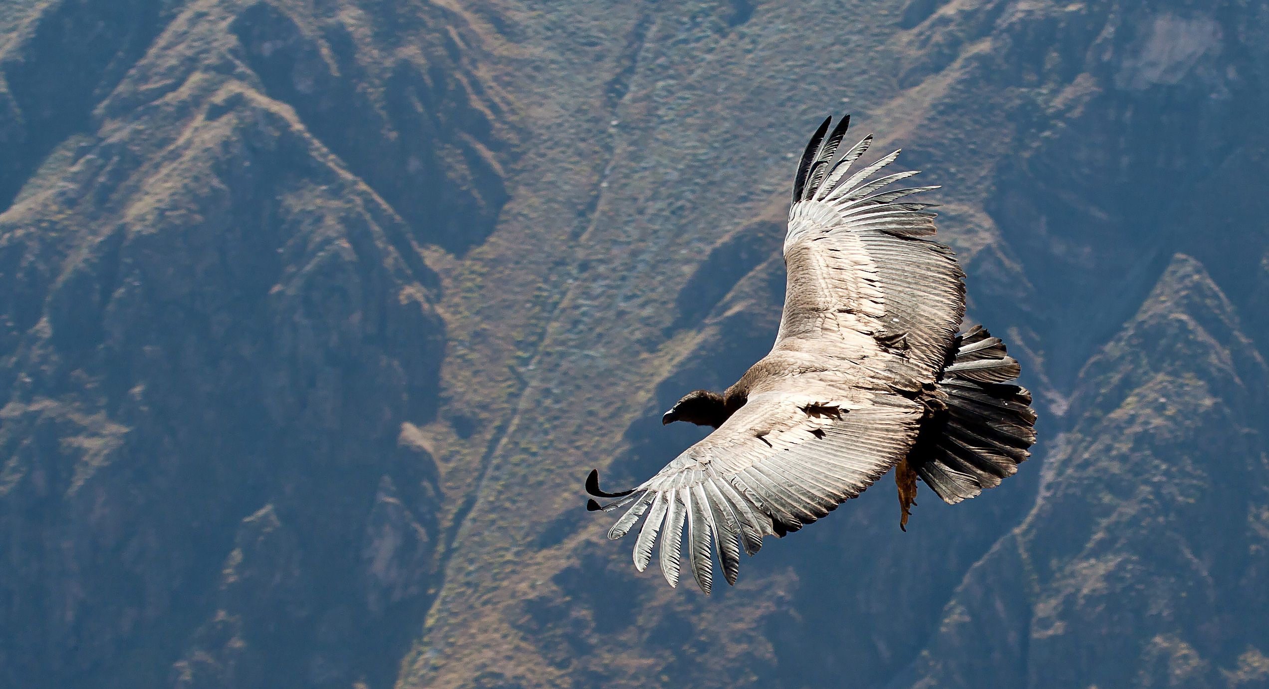 Kondor som flyger i Colcadalen.