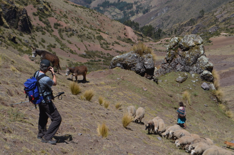 Får och kor längs led Cusco