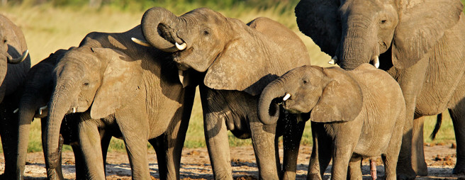 Elefanter stor