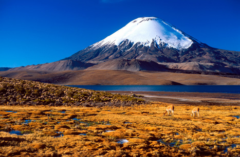 Vicunas på den andinska högplatån