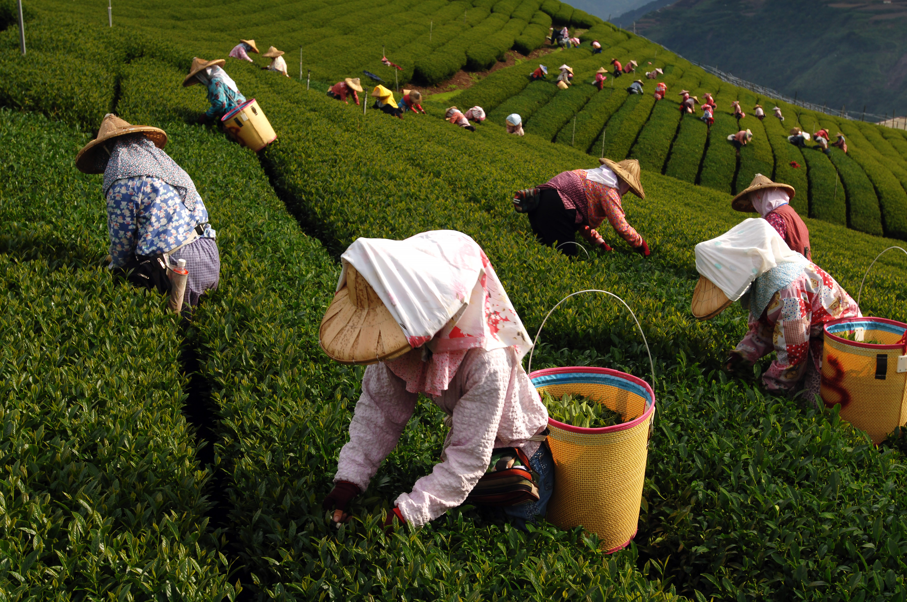 Teplantagen i Ruieli