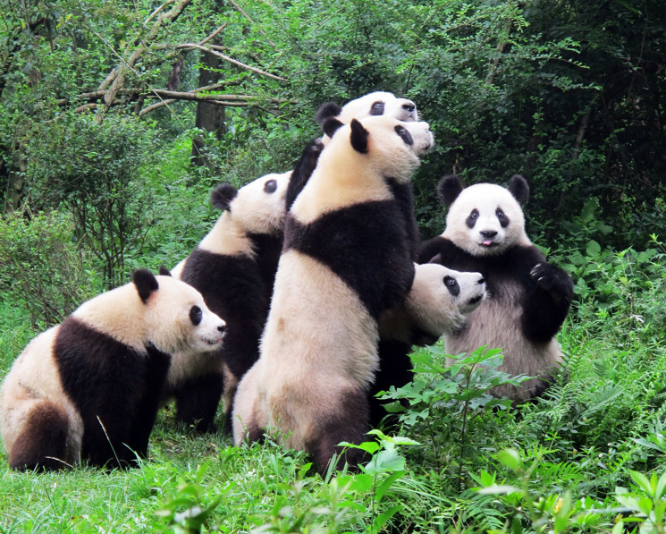 Pandabjörnar