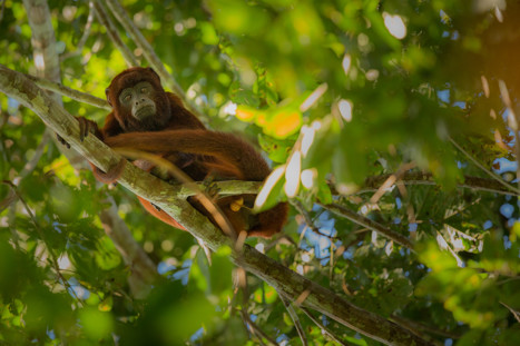 Amazonas Peru brunapa