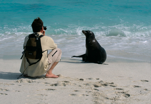 Man fotograferar sjölejon på strand