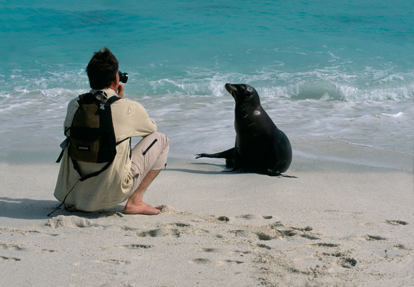 Man fotograferar sjölejon på strand