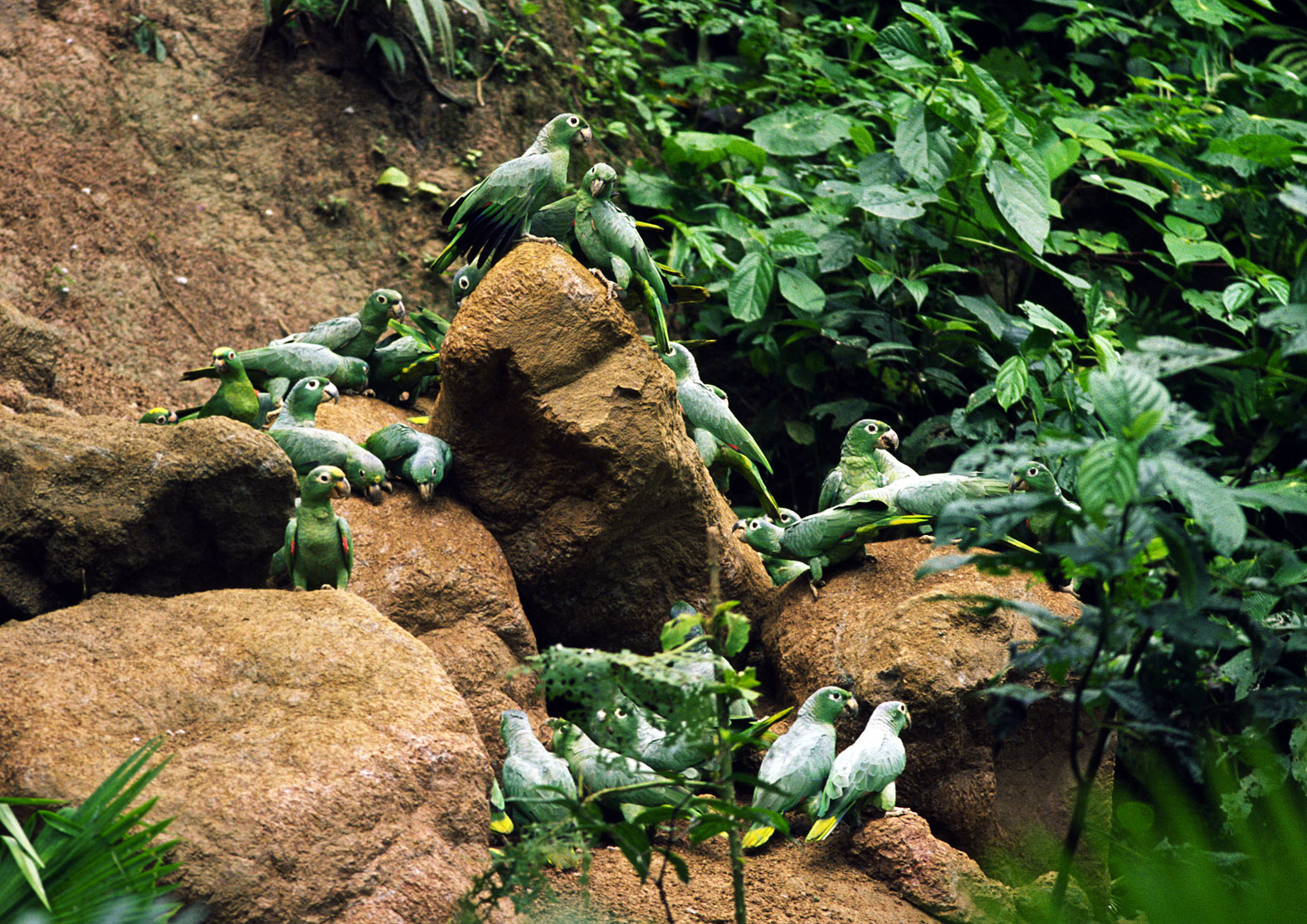 Gröna papegojor