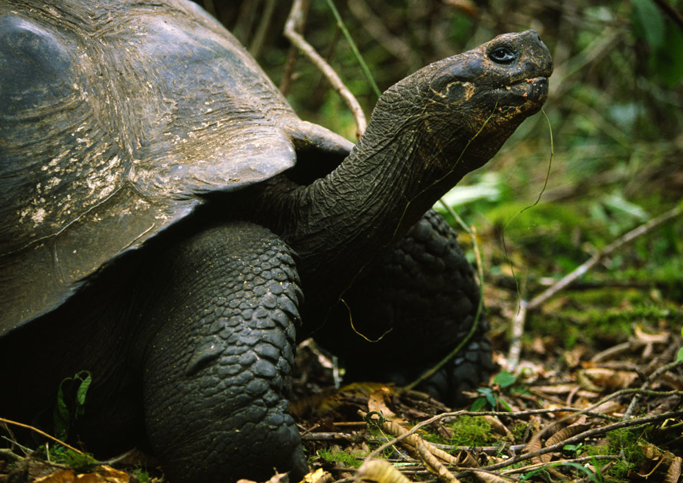 Galapagossköldpadda i profil.