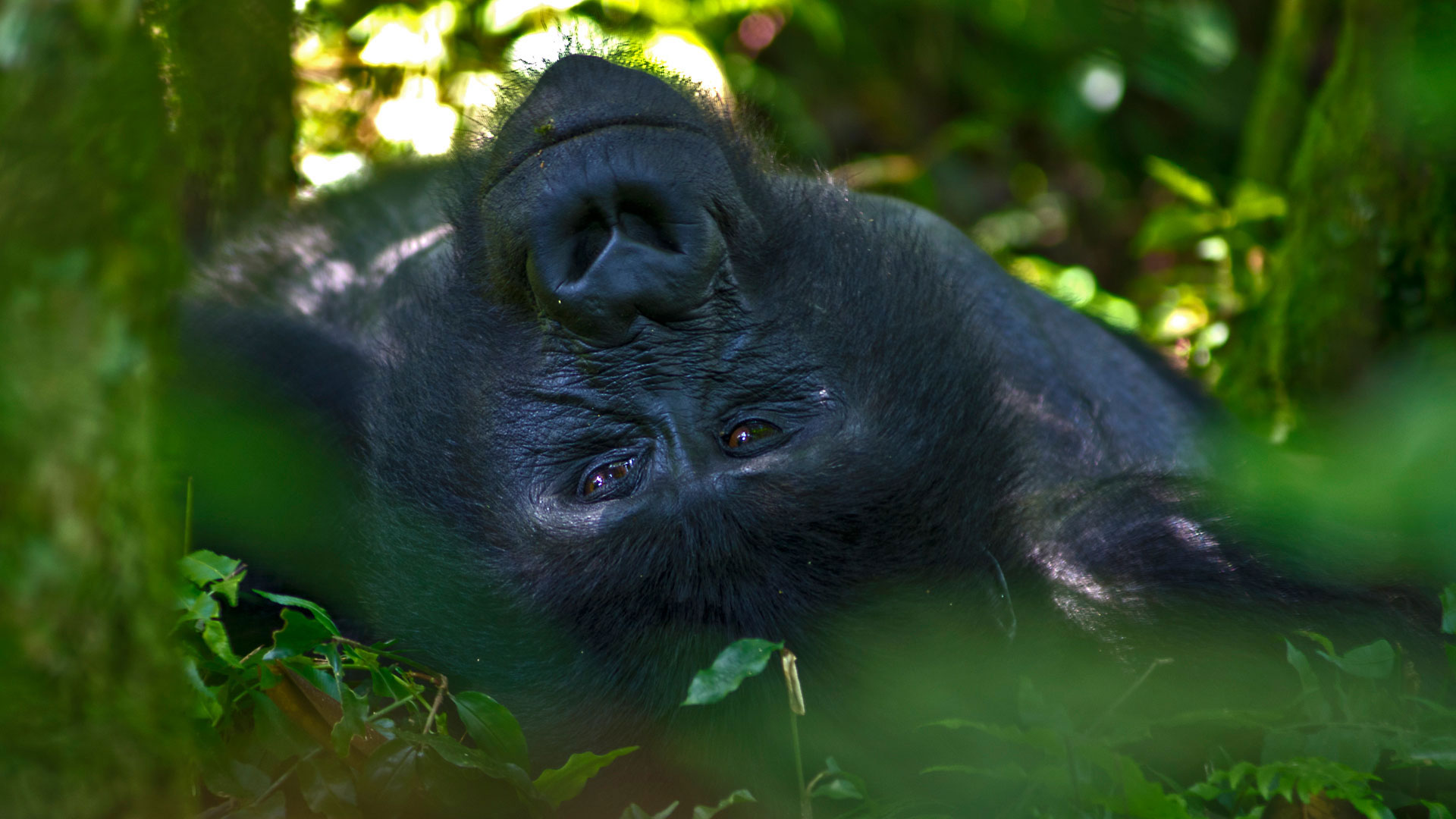Närbild på bergsgorilla