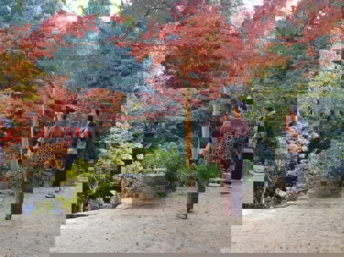 Miyajima höst