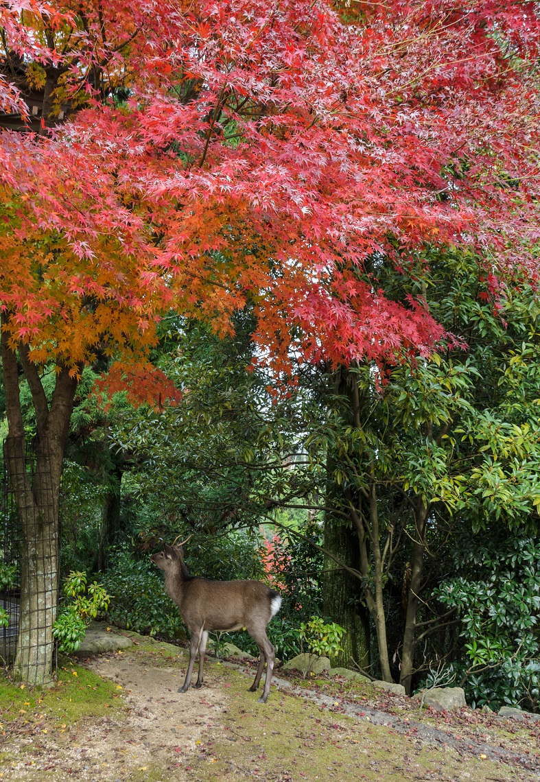 Hjort Miyajima