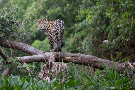 Jaguar vid en flod i Pantanal