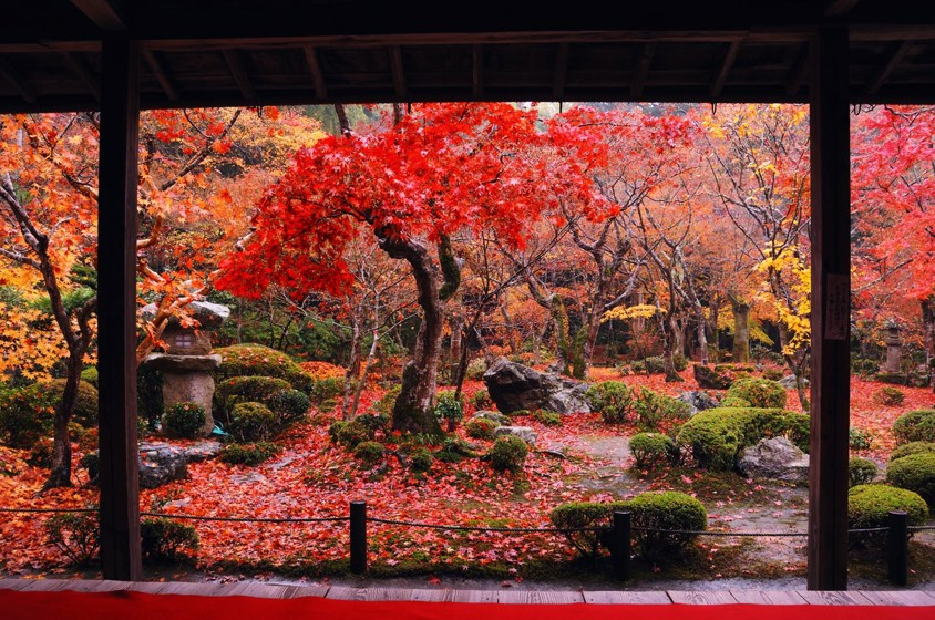 Japansk trädgård med höstlöv i Kyoto