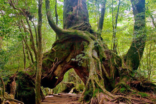 Gamla cederskogar på Yakushima