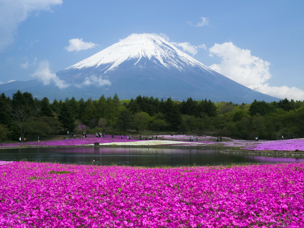 Körsbärsblom Fuji