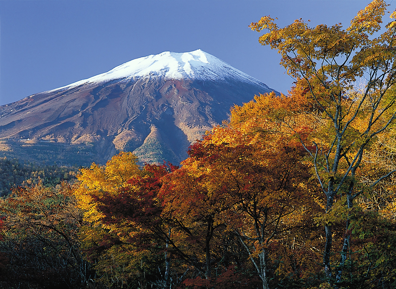 Träd framför snöklätt berg