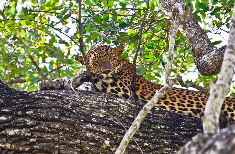 Leopard Udawalawe