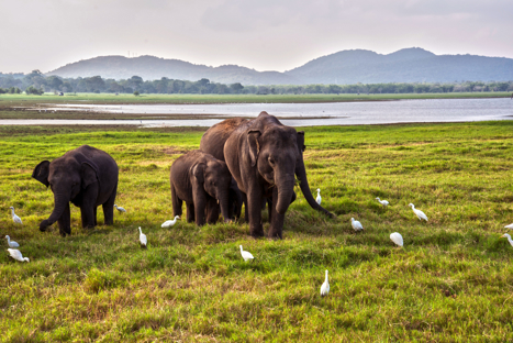 Elefanter safari Udawalawe