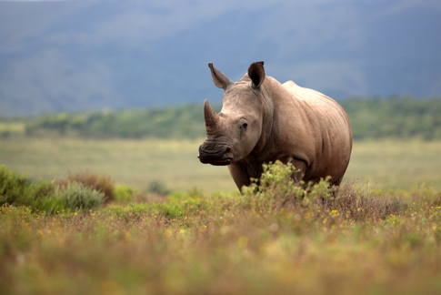 Trubbnoshörning, även kallad vit noshörning