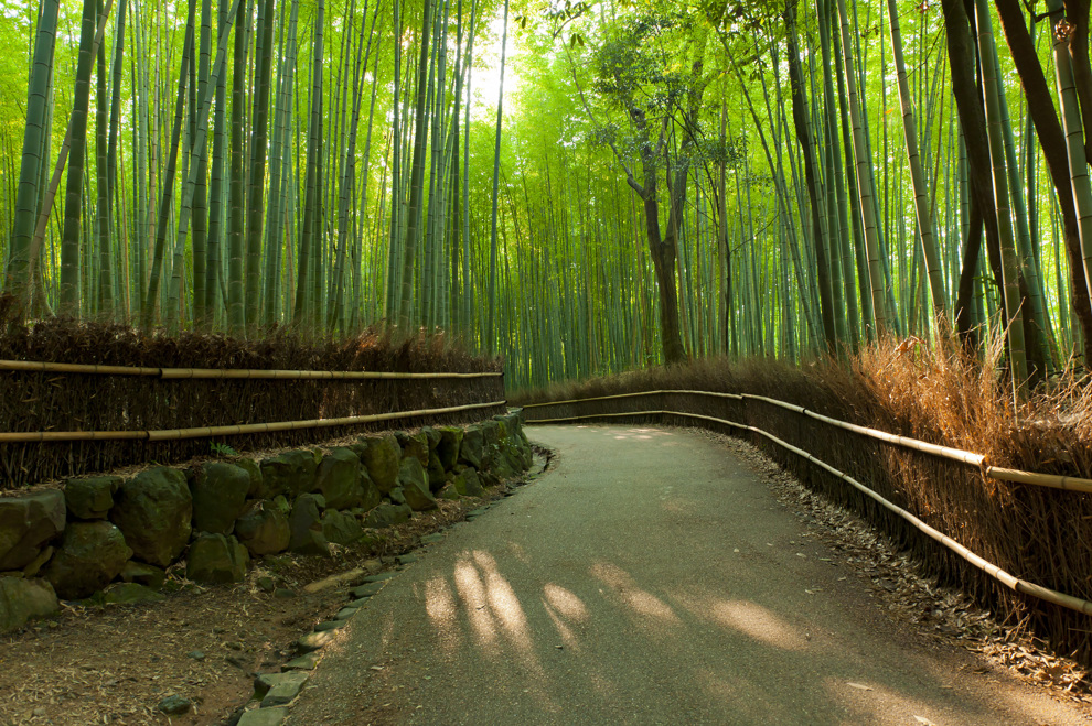 Bambulund i Arashiyama, Kyoto