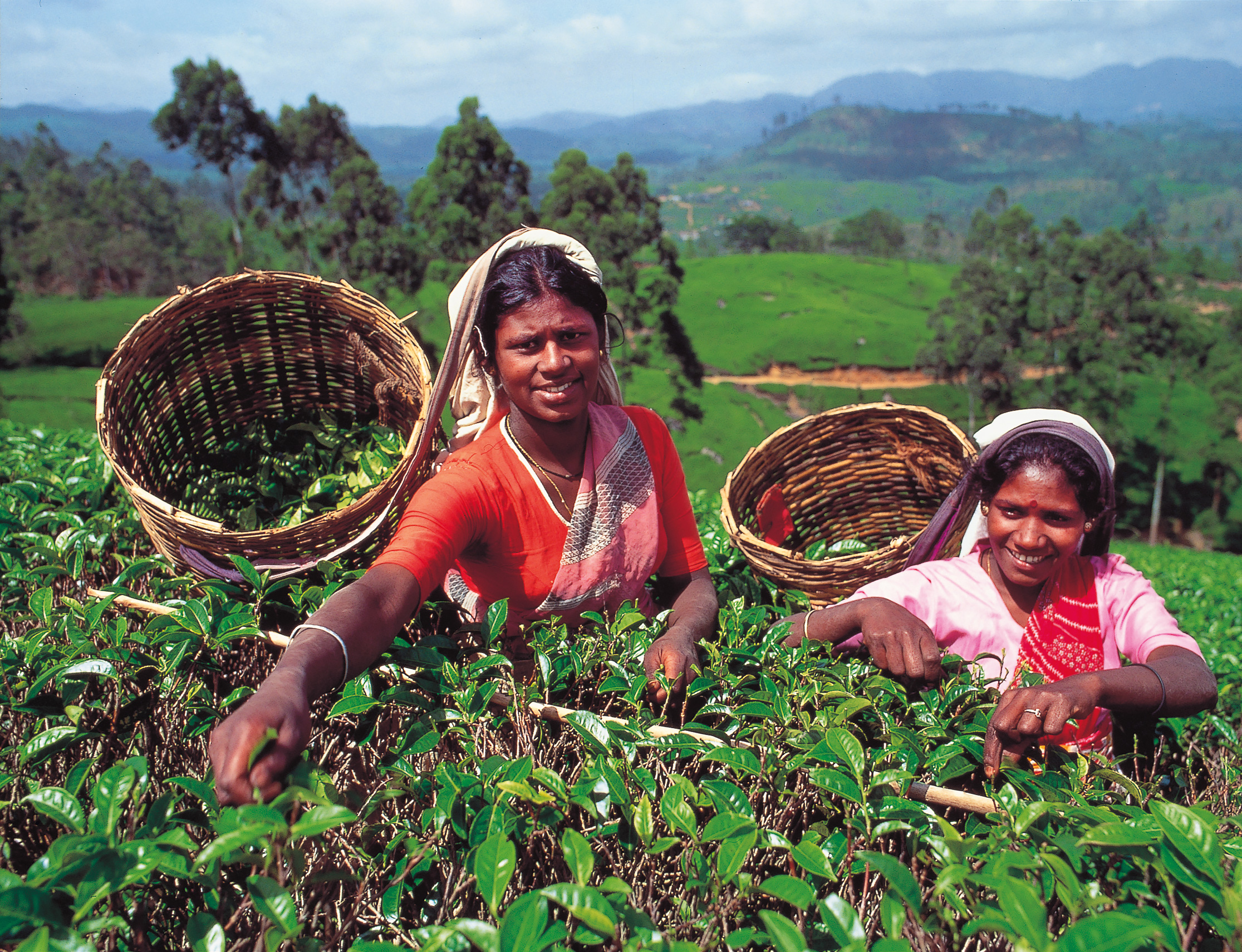 Kvinnor som plockar teblad Nuwara Eliya