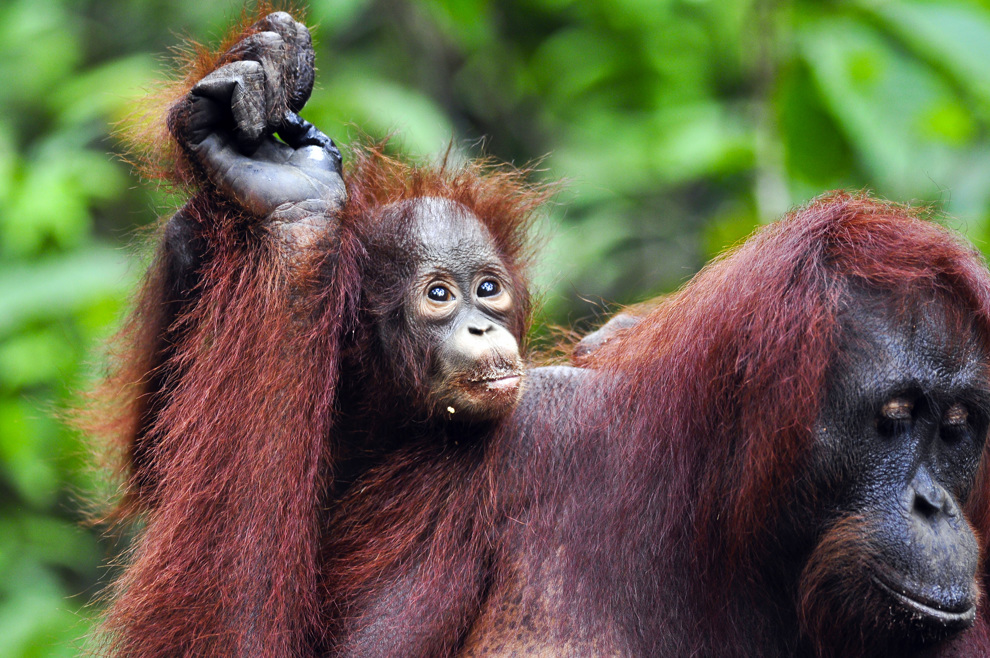 Orangutanger Borneo