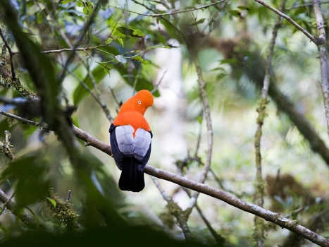 Fågel på gren vid Amazonasfloden