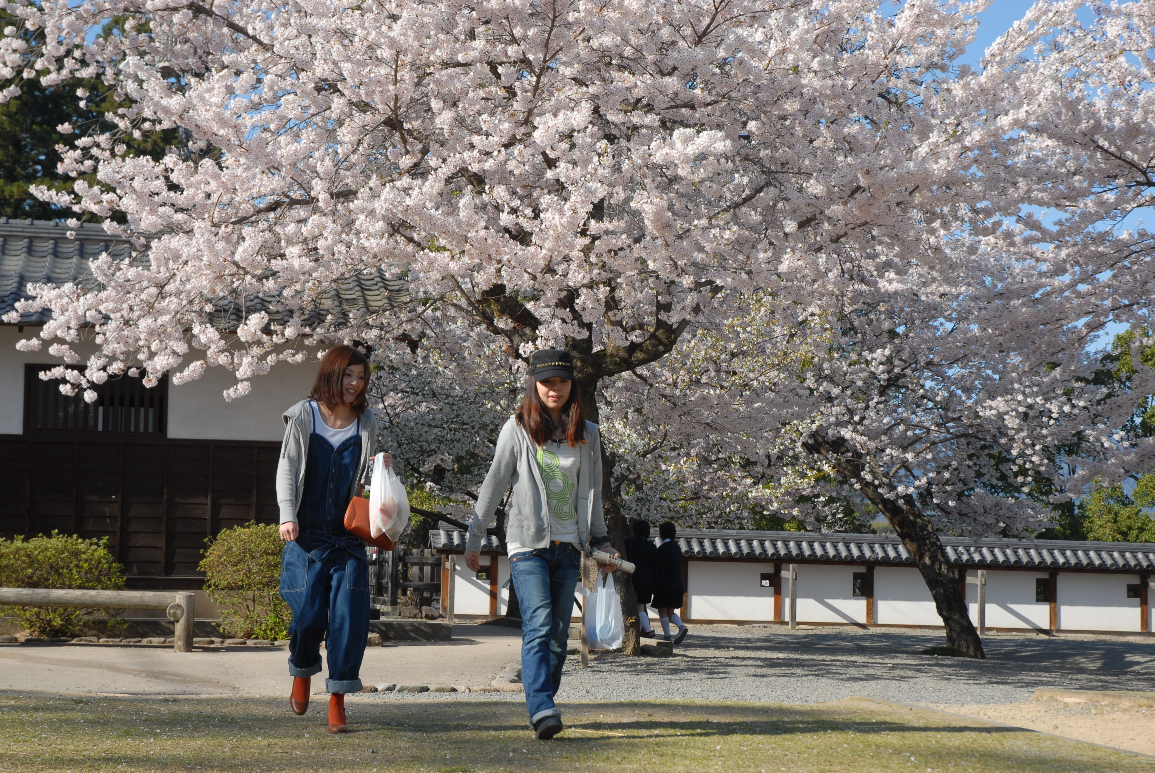 Sakura körsbärsblom