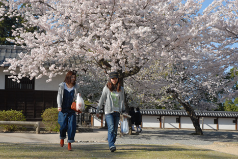 Sakura körsbärsblom