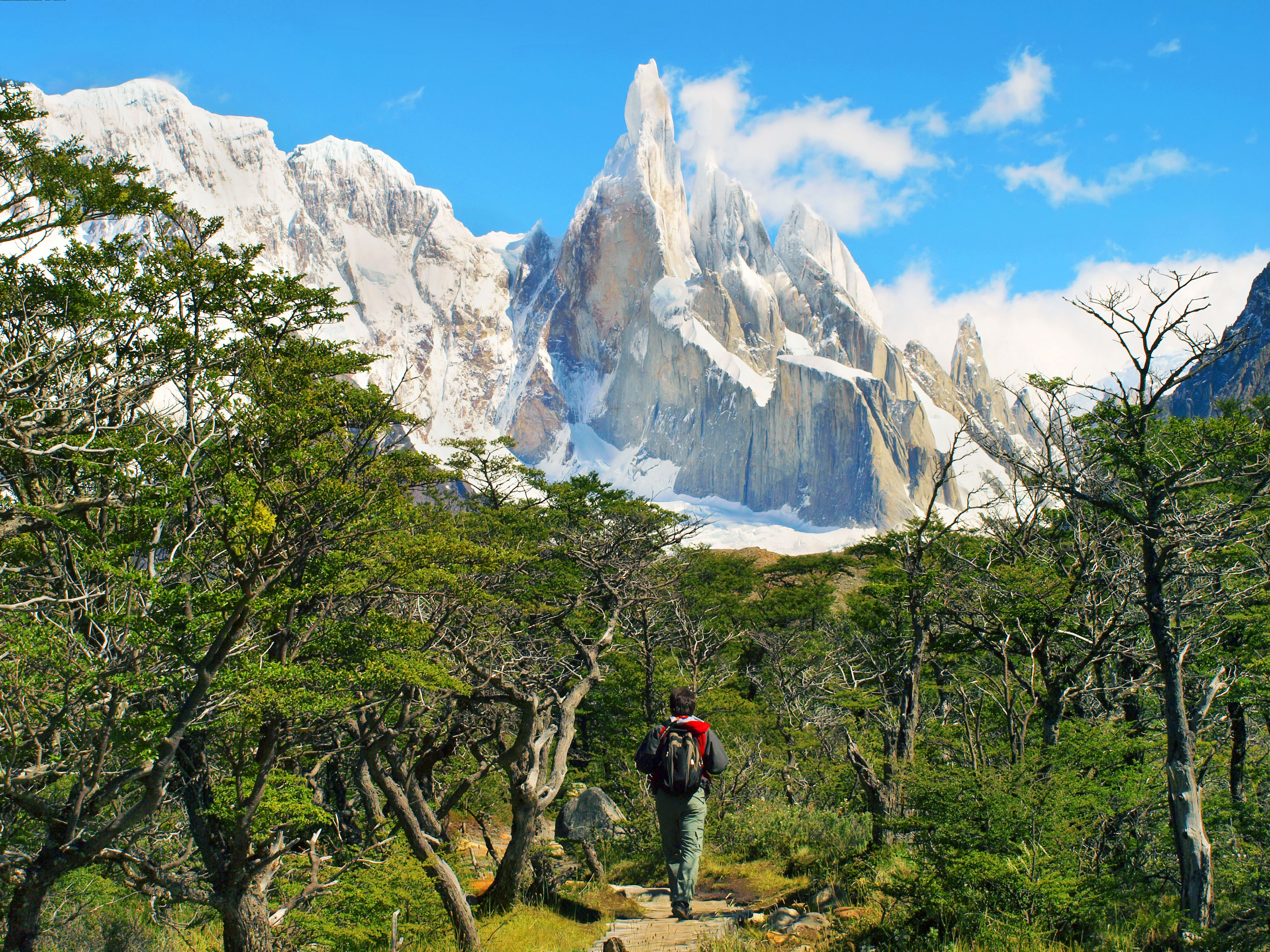 Vandrare i sydbokskog vid Fitz Roy