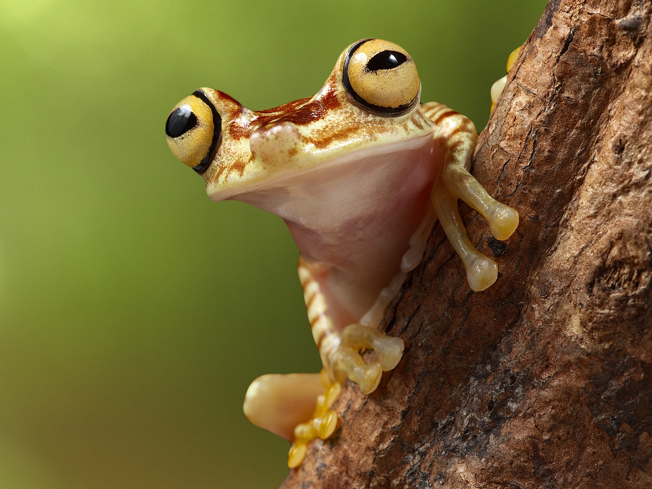 Groda sitter på gren.