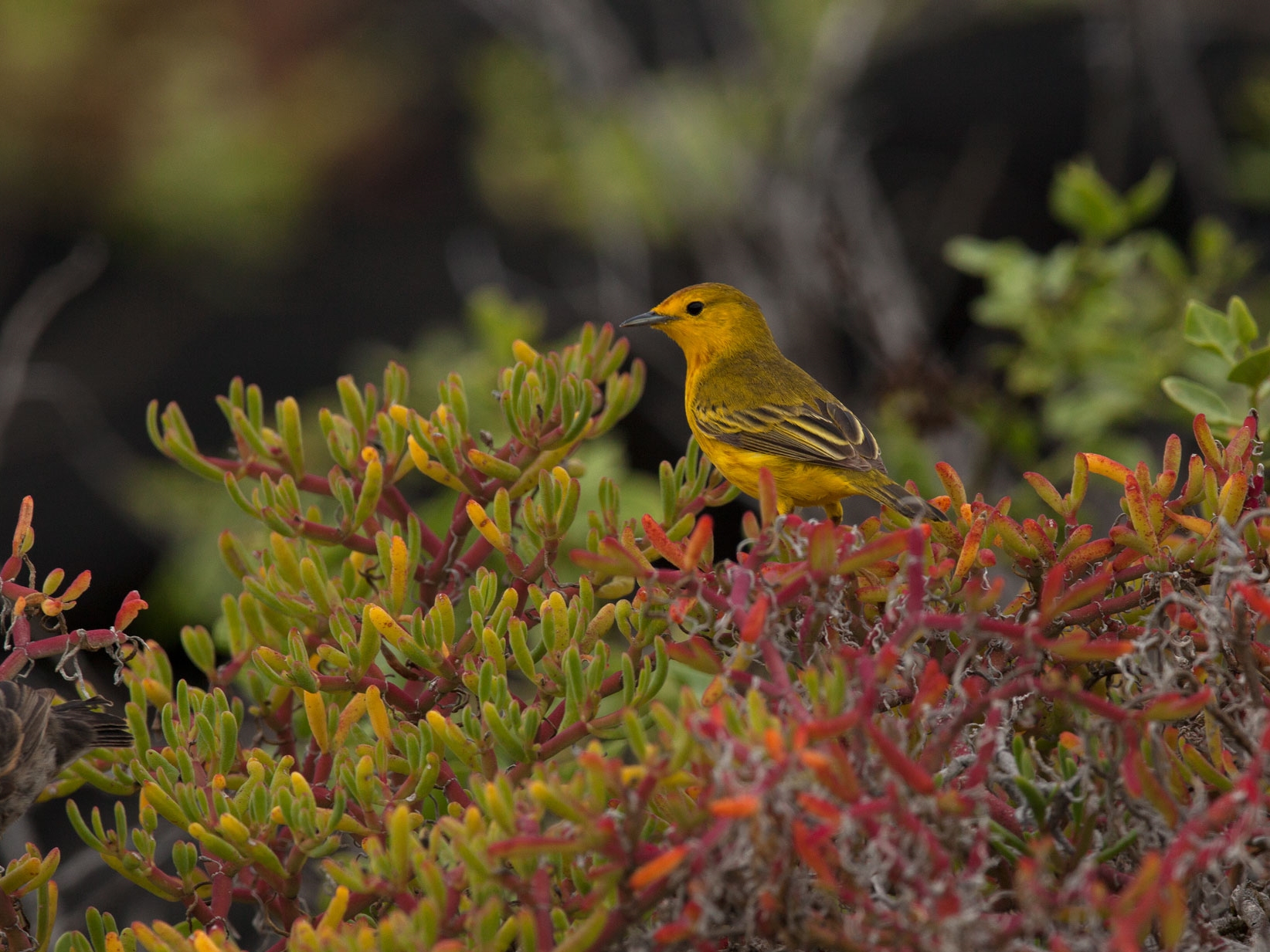 Galapagosfink i buskage