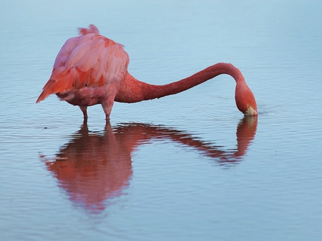 Rosa fågel som vadar i vattnet