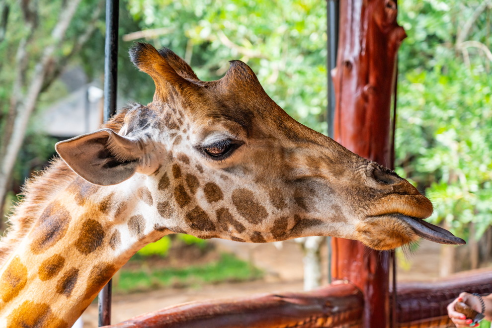 Närkontakt på Giraffe Centre utanför Nairobi